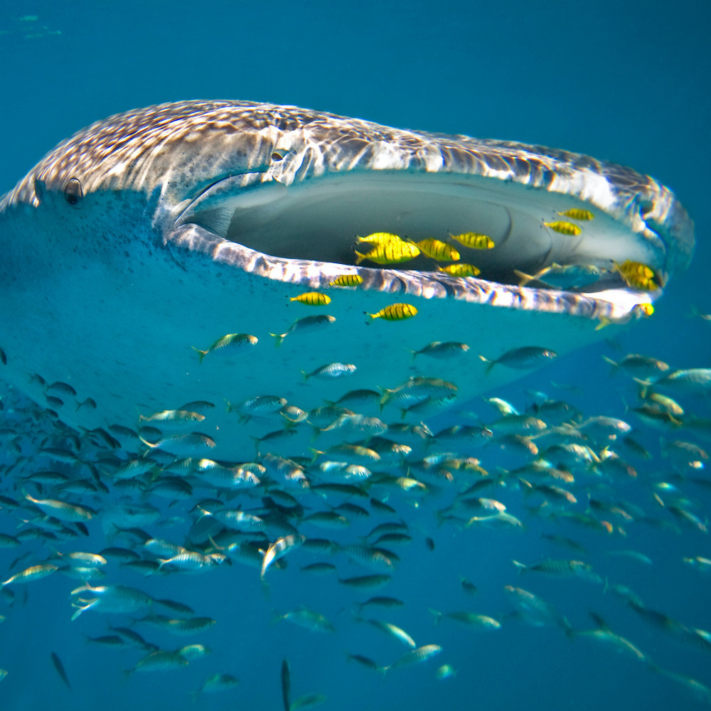 Whale Shark, Ningaloo Reef, WA. Swim with the Whale Sharks in Exmouth, Western Australia on our Western Australia tours.