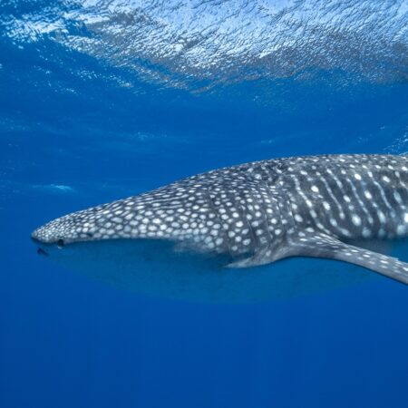 Swim with the Whale Sharks in Exmouth, Western Australia on our Western Australia tours