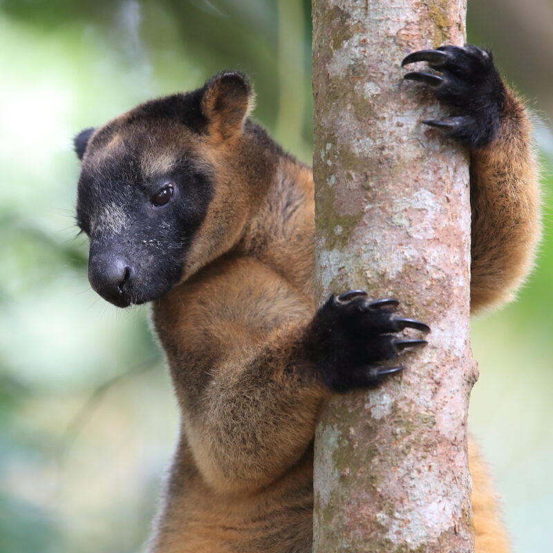 Lumholtz's tree-kangaroo (Dendrolagus lumholtzi) rests high in a tree in a dry forest Queensland,