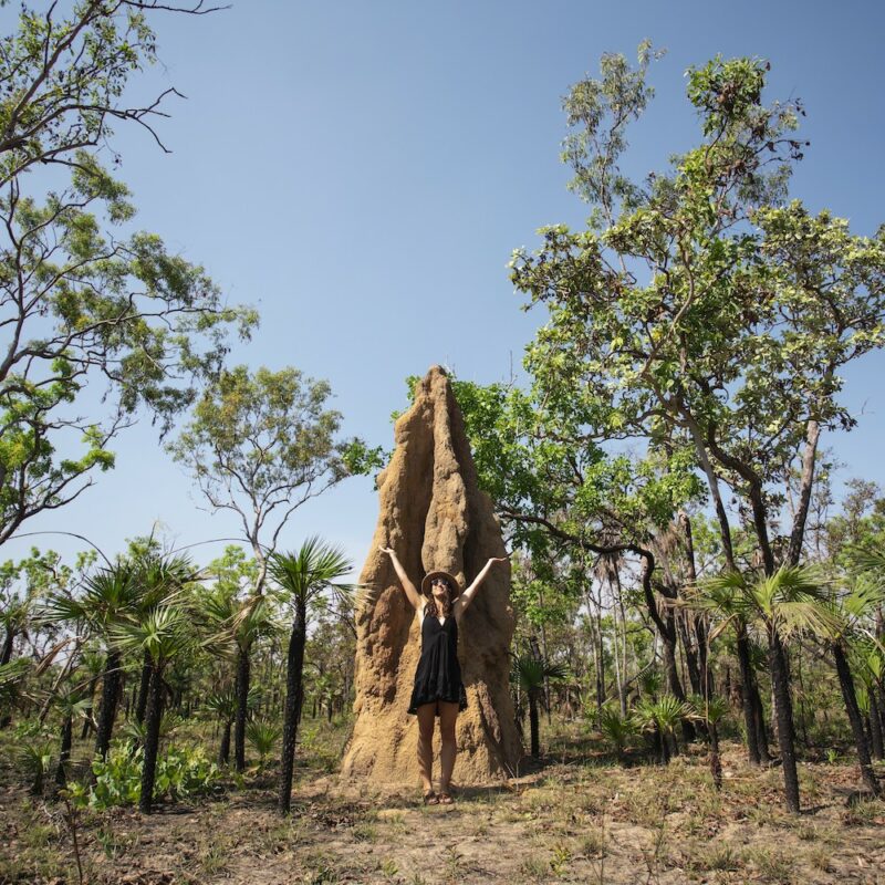 Termite mound LITCHFIELD NATIONAL PARK TOUR
