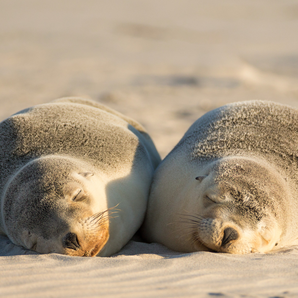 Seal Bay Conservation Park on our Kangaroo Island tours.