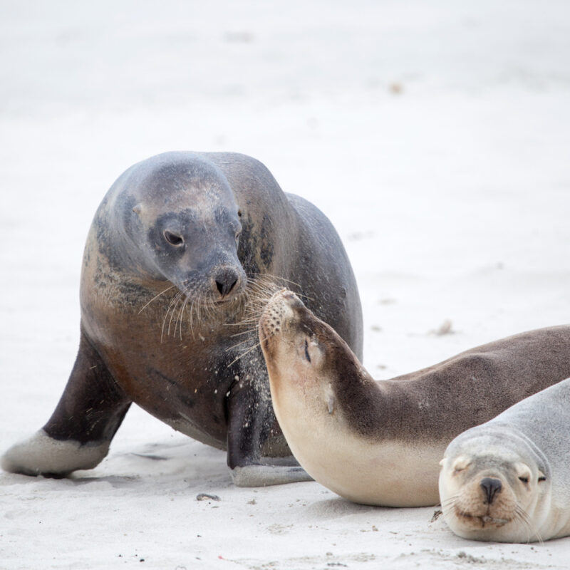 Seal Bay Conservation Park on our Kangaroo Island tours.