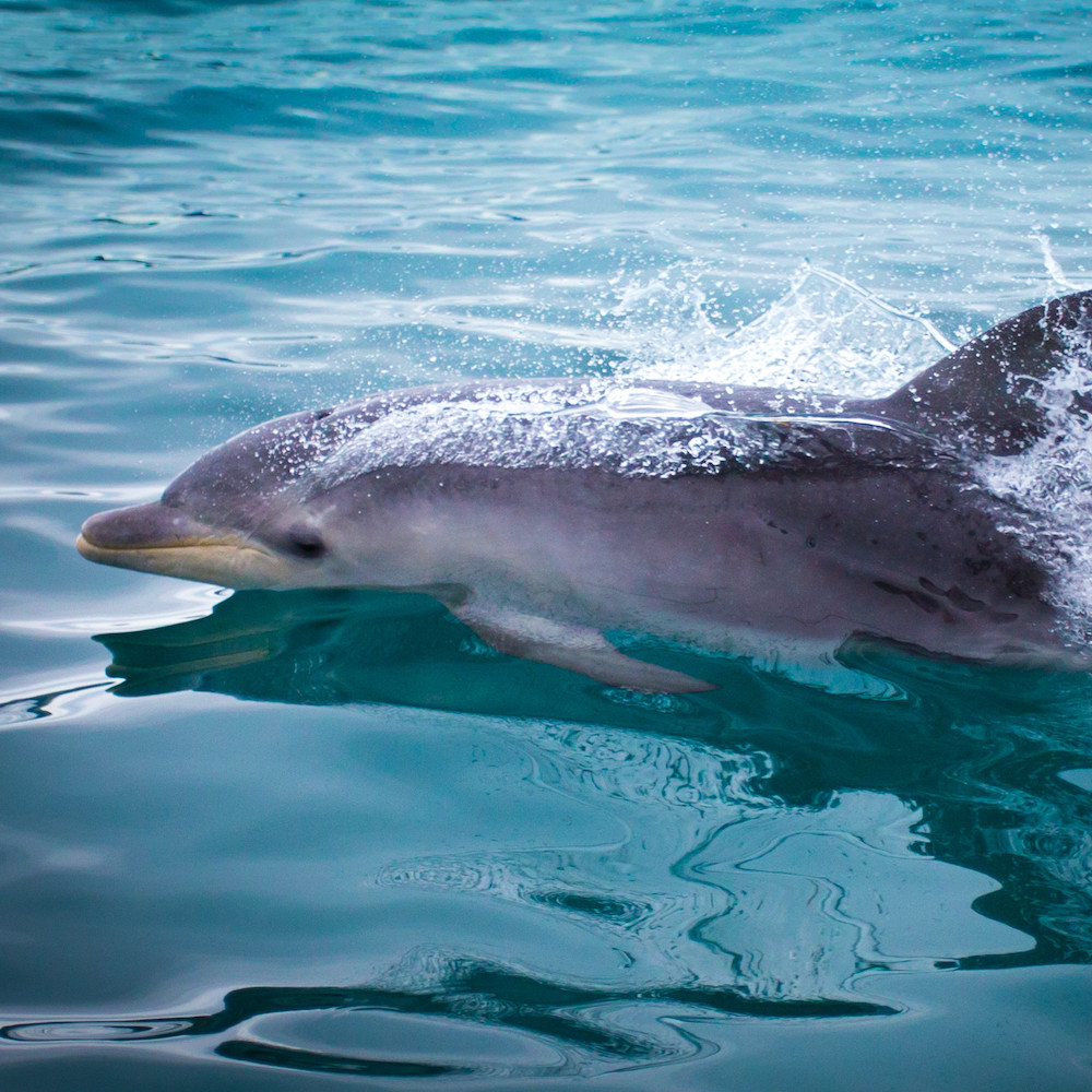 maria island half day tour