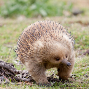 Short-beaked echidna on The Maria Island Walk, Tasmania on Maria Island Day tour