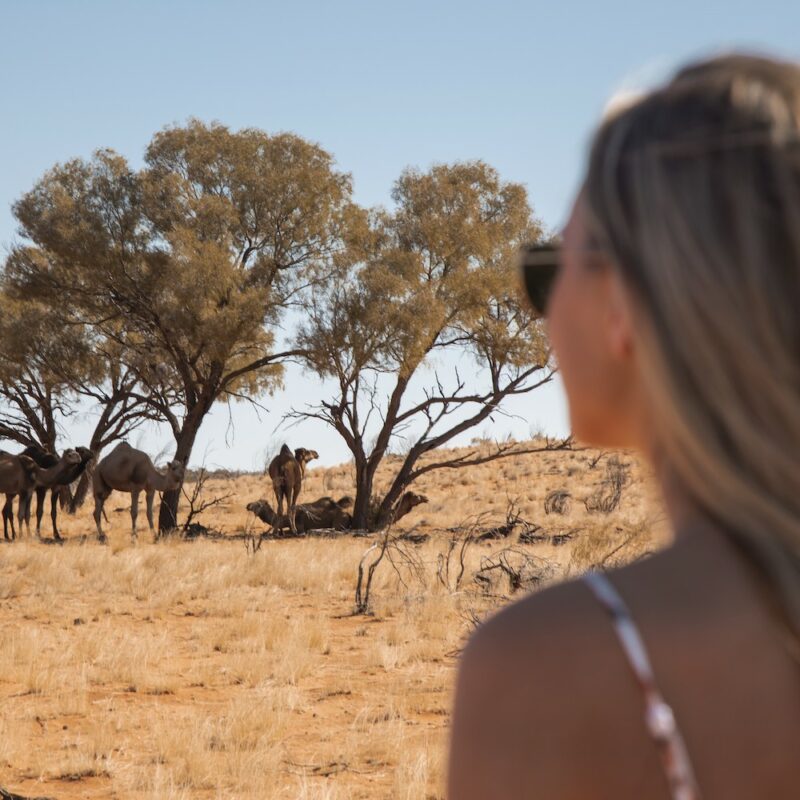 Real Aussie Adventures, Small Group Adventure Tours Australia. Wild Camels at Kings Canyon Resort