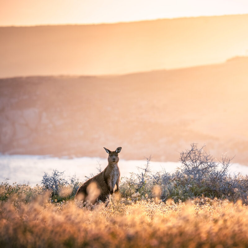 Real Aussie Adventures, Small Group Adventure Tours Australia. A Kangaroo at Cape Willoughby on Kangaroo Island Tour from Sea Dragon Lodge our Kangaroo Island holiday accommodation property