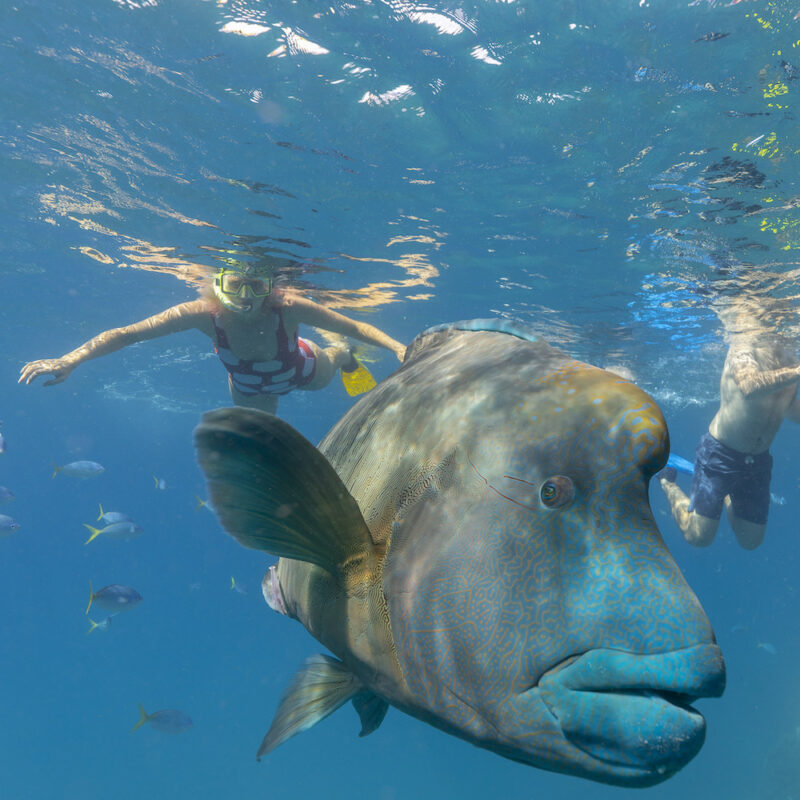 Real Aussie Adventures, Small Group Adventure Tours Australia. Snorkeling with the marine life Manta Ray Bay Snorkel and Sail Whitsundays Day Tour