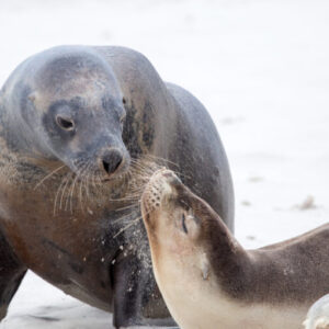 Seal Bay Conservation Park on our Kangaroo Island tours.