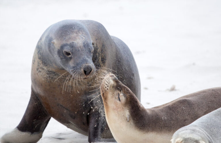 Seal Bay Conservation Park on our Kangaroo Island tours.