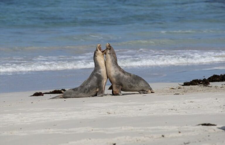 Seals on Kangaroo Island on our Kangaroo Island tours.