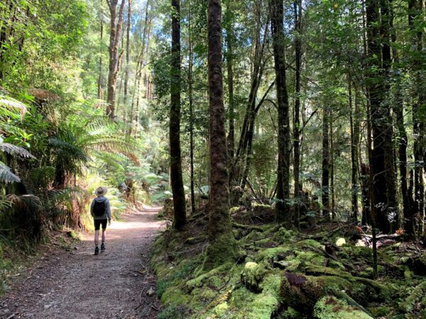 5-tägige Tour von Hobart nach Hobart Tasmanien – Bild 11