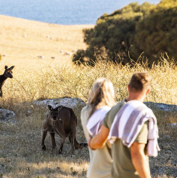 2 to 4 Night Sea Dragon Kangaroo Island Experiences - Image 4