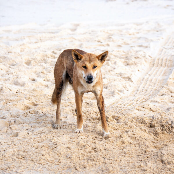 2 Tage K'Gari Fraser Island Tour ab Rainbow Beach – Bild 2