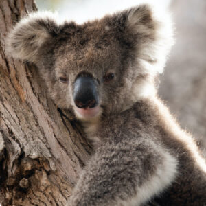 Exceptional Kangaroo Island