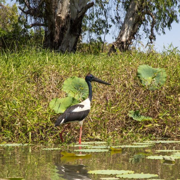 18 Day Darwin to Adelaide Tour Package - Image 7
