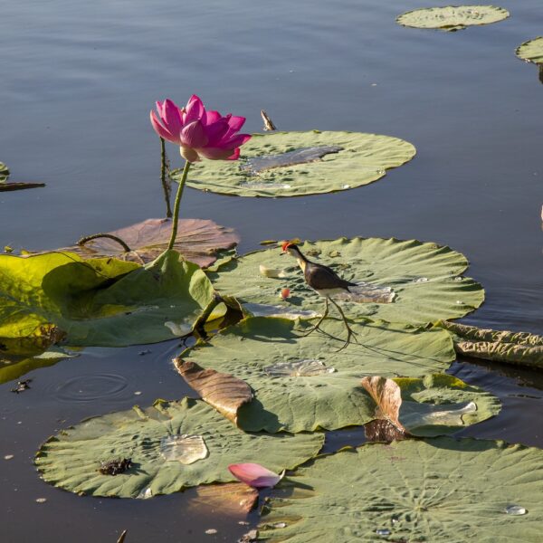 2 Day Kakadu Glamping Safari - Image 4