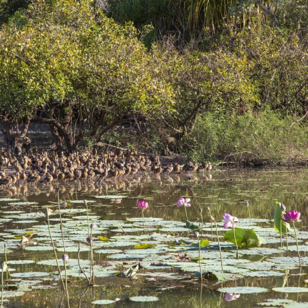 2 Day Kakadu Glamping Safari - Image 5