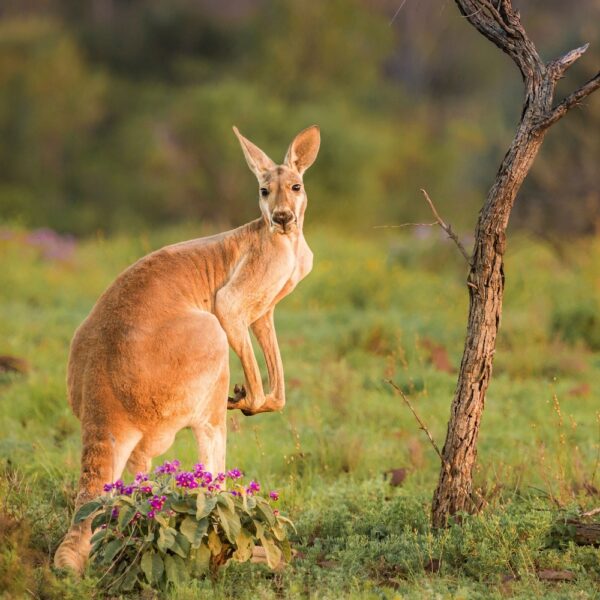 8-tägige Tour von Adelaide zum Uluru