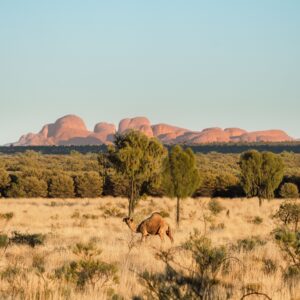 4 Day Red Centre Uluru to West Macdonell Ranges Tour from Alice Springs